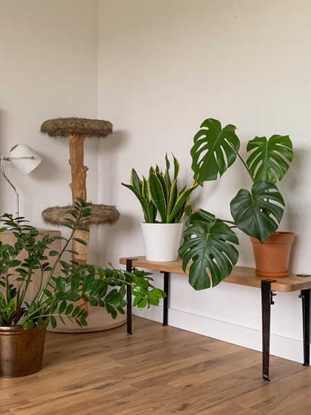 monstera minima mint variegata Monstera ‘Mint’ for Sale – Logee's Plants